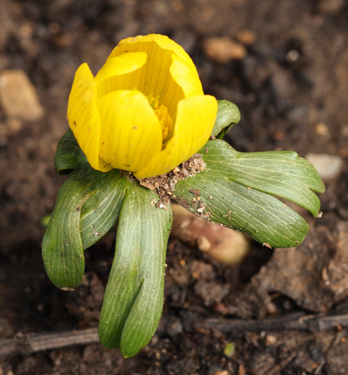 Winterling Blumenwiese Februar 2020
